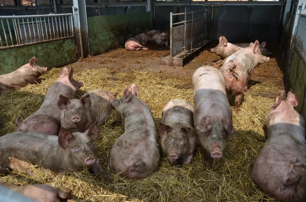 Mastschweine Mastschweine